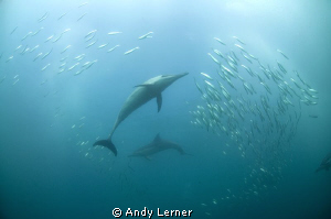 Dolphins round up sardines during the July sardine run in... by Andy Lerner 